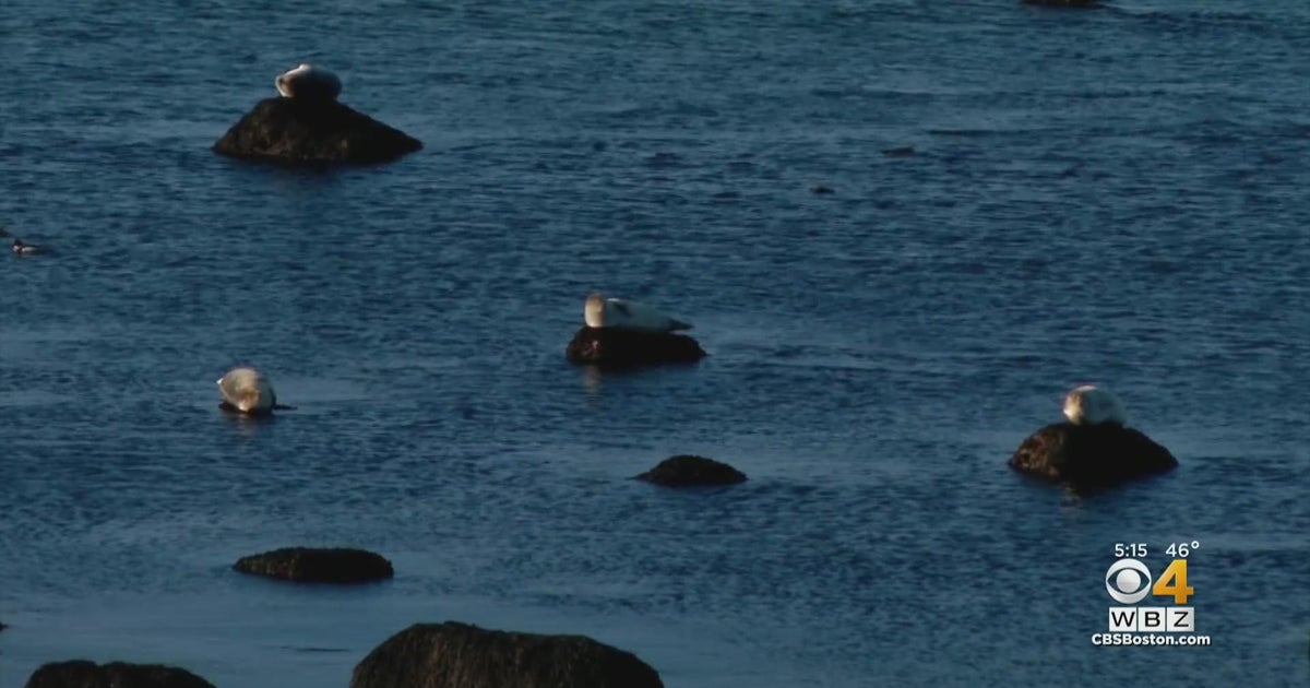 Residents, fishermen fighting plan to dump radioactive water in Cape