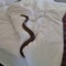 Reptile catcher finds long, venomous snake lying in bed looking at me
