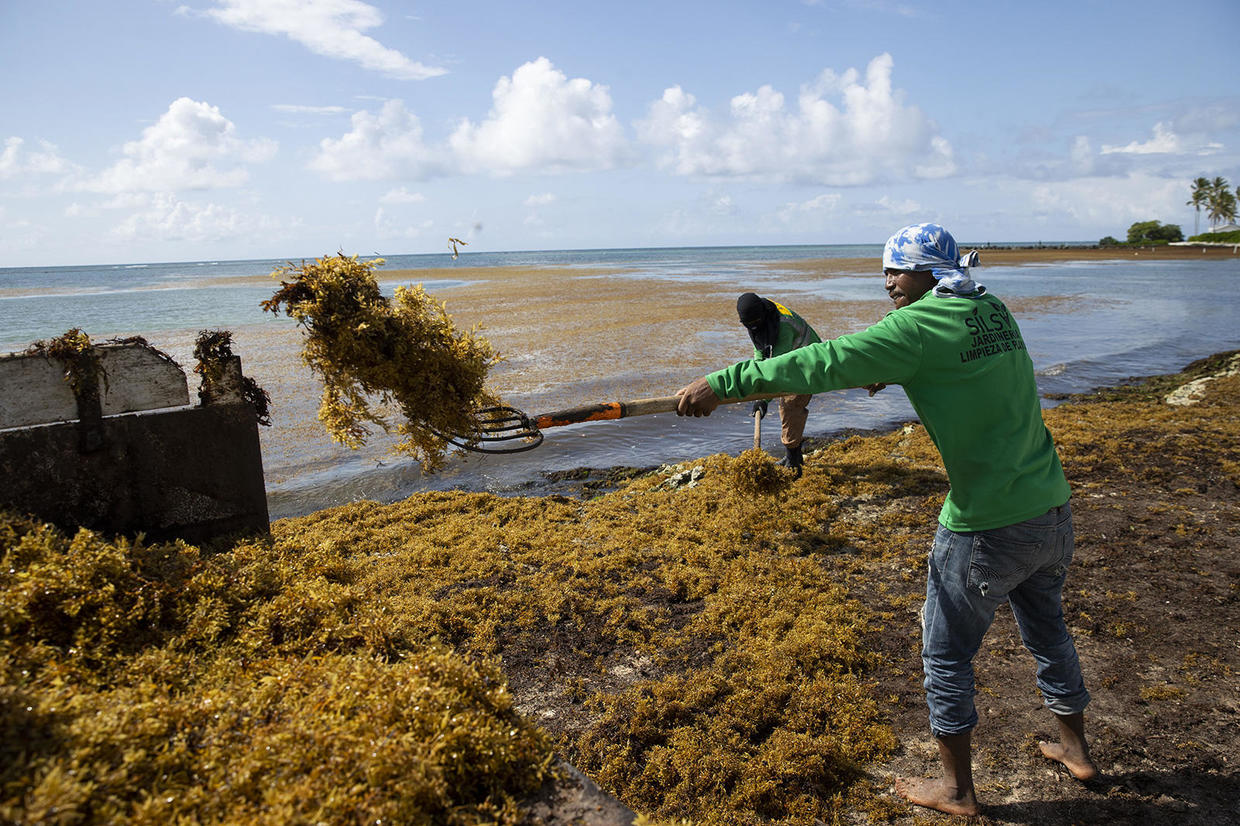 Florida to be visited by seaweed blob twice the width of US this summer