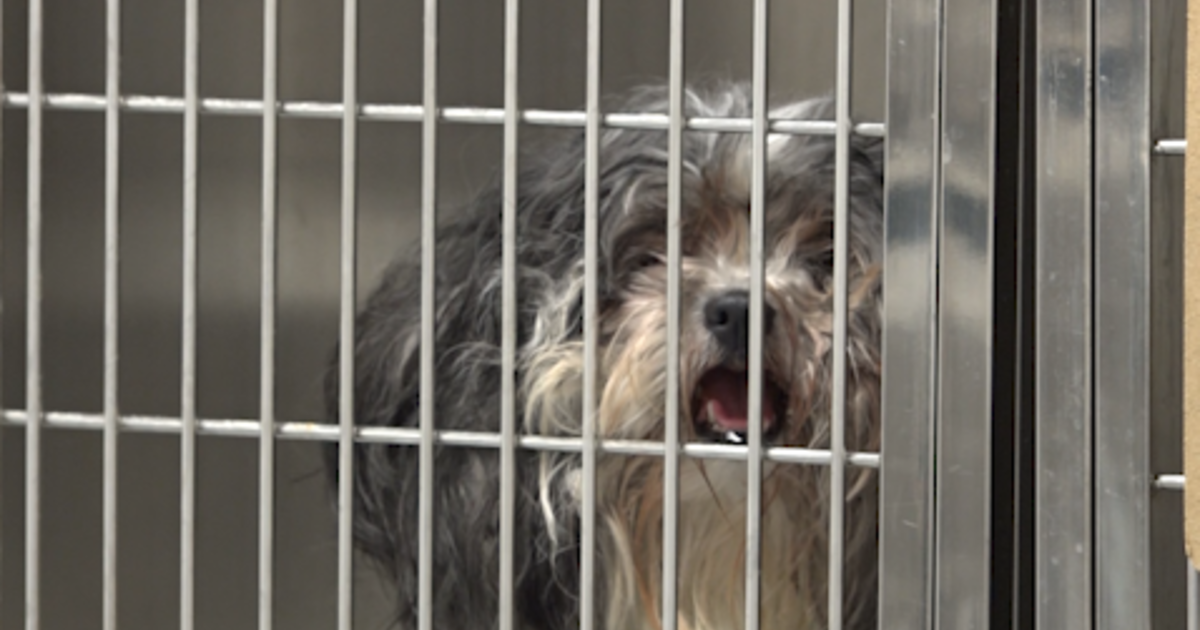 Animal shelters in Philadelphia struggle with pet adoptions