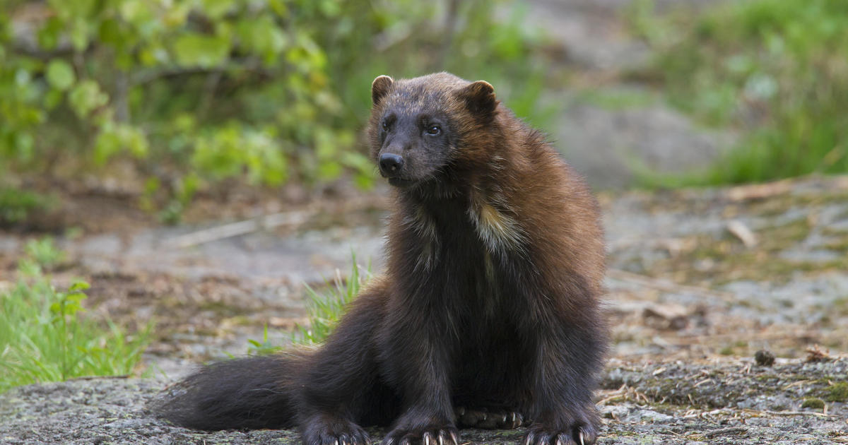 Wolverine spotted outside its normal range in Oregon for first time in more than 30 years