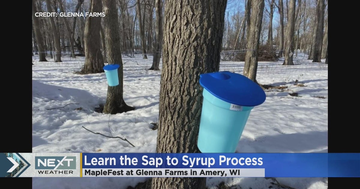 How to make your own maple syrup - CBS Minnesota