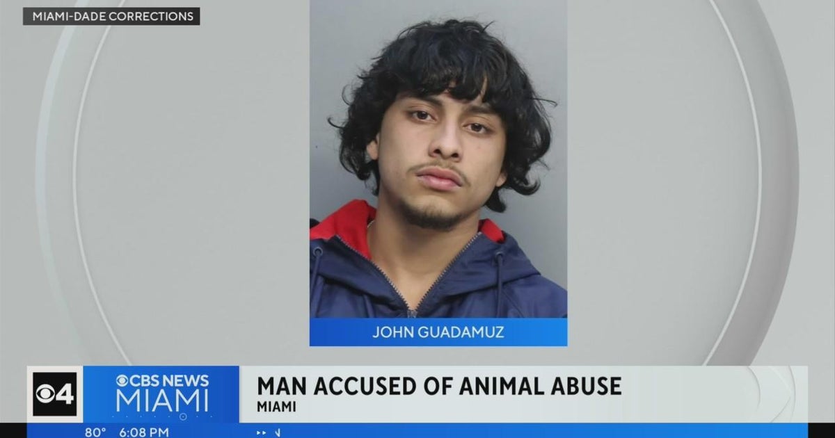 Miami man accused, arrested of animal abuse - CBS Miami