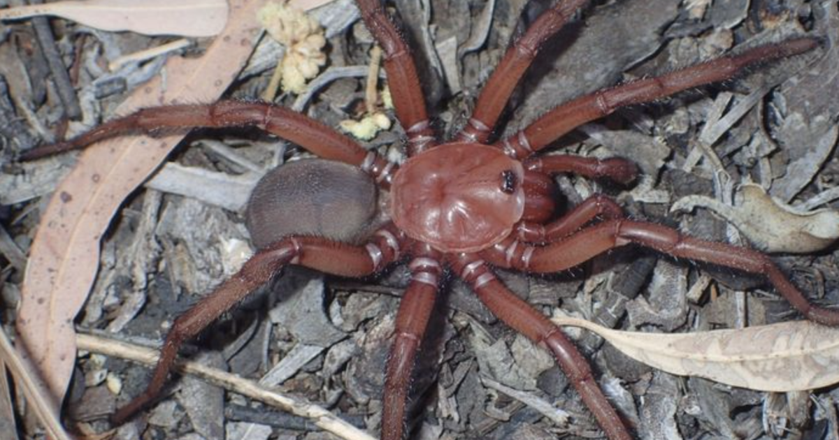 Eine neue „Riesen“-Spinnenart wurde in einer Falltür in Australien entdeckt
