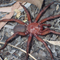 New "giant" trapdoor spider species discovered in Australia