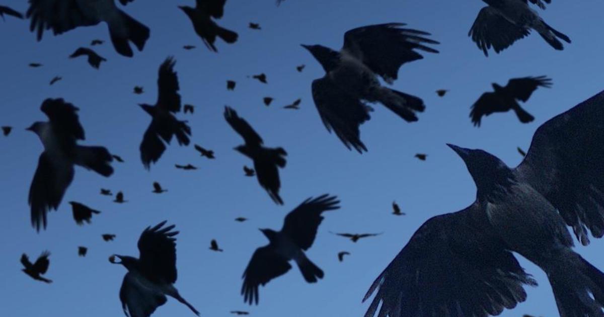Local historical society fights 'apocalyptic' crows in Mount Vernon
