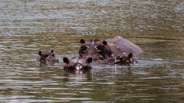 cbsn-fusion-colombia-proposes-sending-some-of-its-hippos-abroad-as-invasive-species-population-grows-thumbnail-1824471-640x360.jpg 