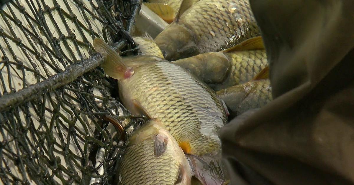 Fishing company nets record number of invasive carp in Mississippi River near Winona