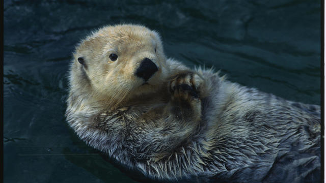 Sea Otter Floating on Back 