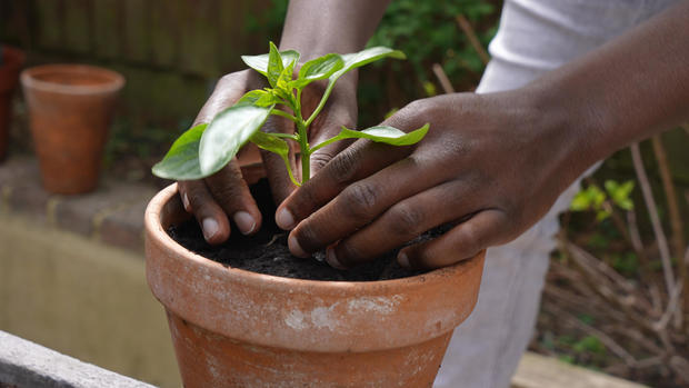 close-up of hands planting tomato plant in pot 