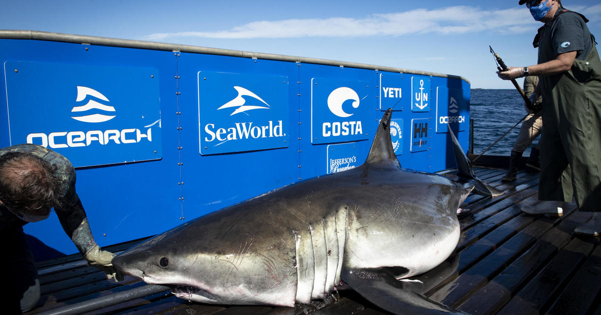 1400-килограмова бяла акула се появи за Нова година край бреговете на Флорида след пътуване от 34 000 мили
