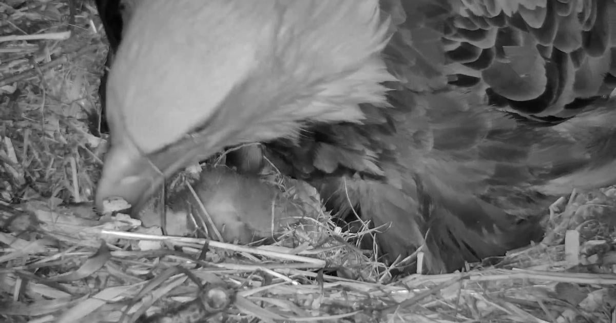 Eaglet Hatches From Egg On Minnesota DNR's EagleCam - CBS Minnesota