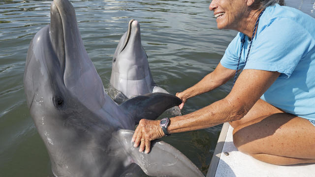 Rescue Dolphin-Florida Keys 