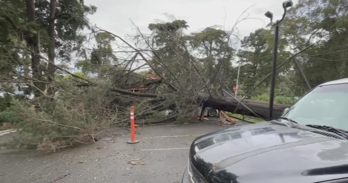 Incoming storm raises increased concerns about falling trees across San Francisco Bay Area