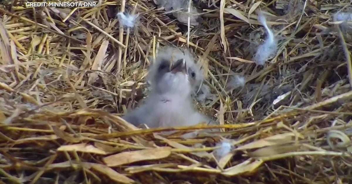 Everything looking up for new minnesota dnr eaglecam eaglet cbs minnesota