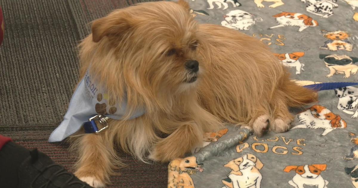 DODD COLUMN: Charlestown resident needs help finding therapy dog, Opinion