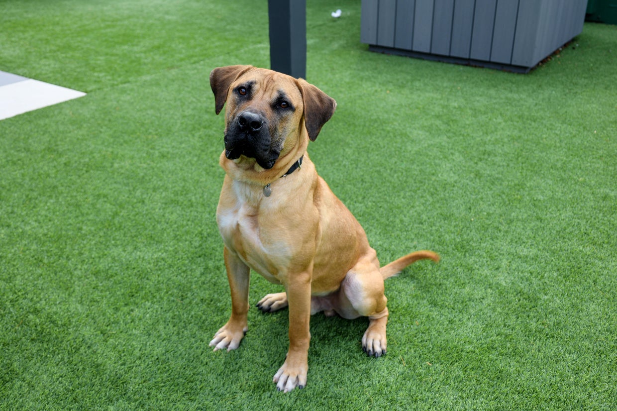 PAWS Pet of the Week: Dennis - CBS Chicago