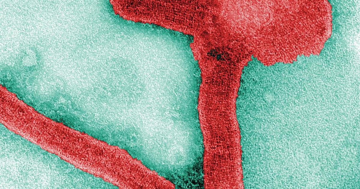 Die CDC warnt einige Reisende, bei der Untersuchung eines Ausbruchs in Afrika auf Symptome des Marburg-Virus zu achten
