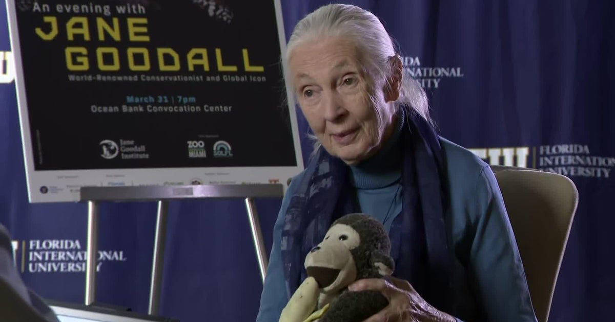 Renowned conservationist Dr. Jane Goodall interview - CBS Miami