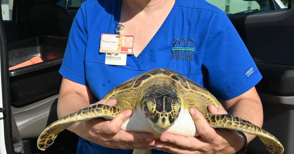 Zoo Miami releases juvenile Eco-friendly Sea turtle again into the wild