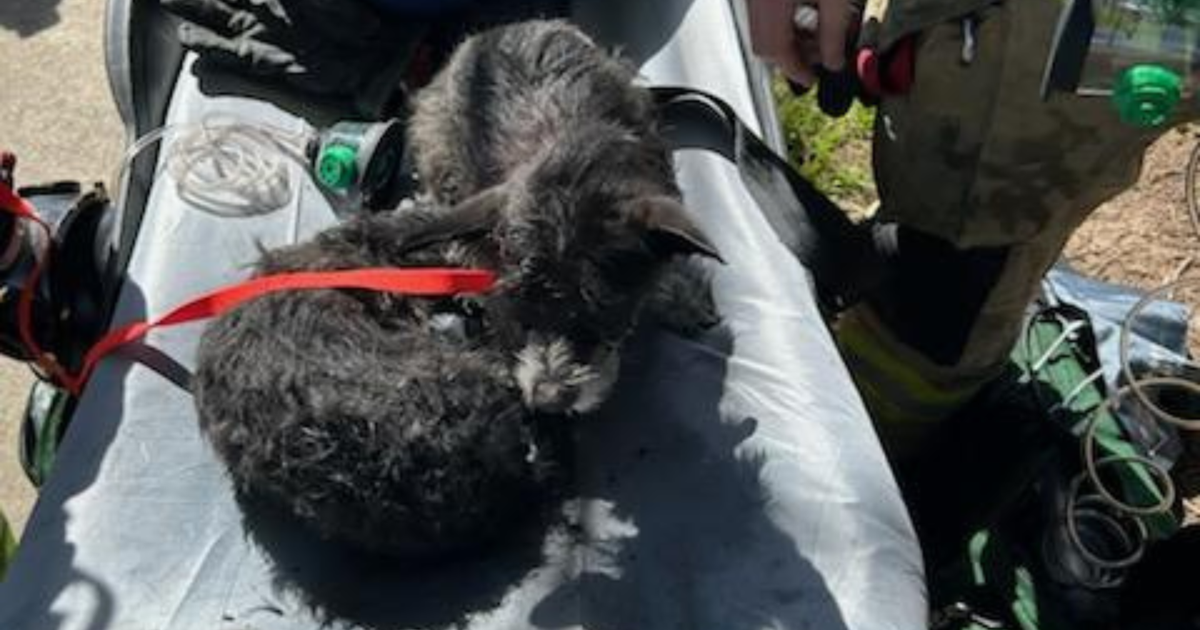 2 dogs resuscitated after apartment fire in North Highlands