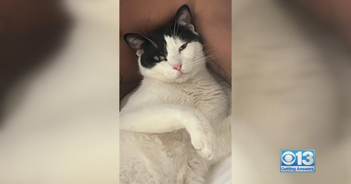 Is a copycat cat killer on the loose in Sacramento?
