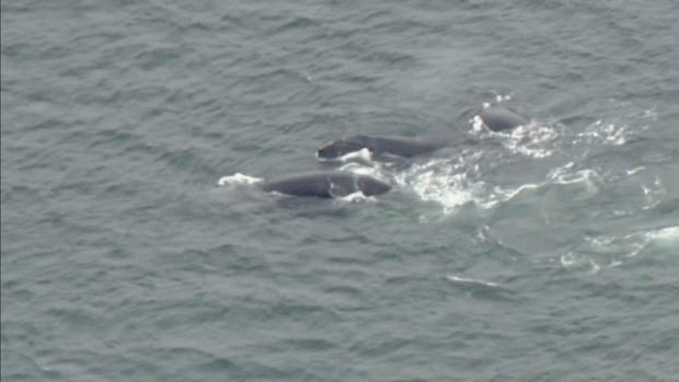 cape-cod-whales-transfer-frame-174.jpg 
