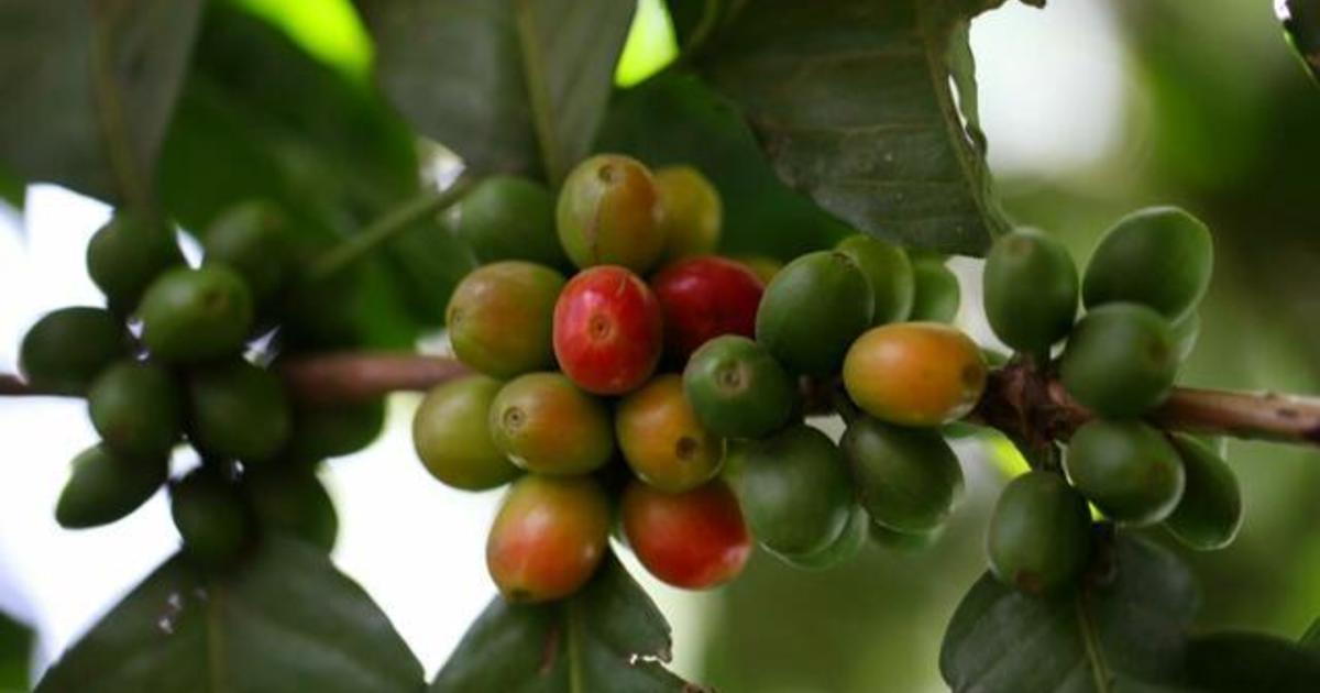 How Panama grows coffee that sells for $100 a cup