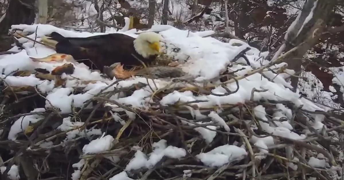 Eaglet Dies After Minnesota DNR's EagleCam Nest Falls Out Of Tree - CBS ...