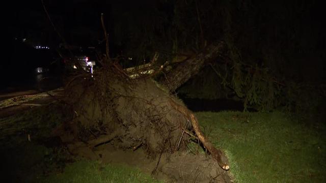 A tree is partially uprooted and laying across a driveway. 