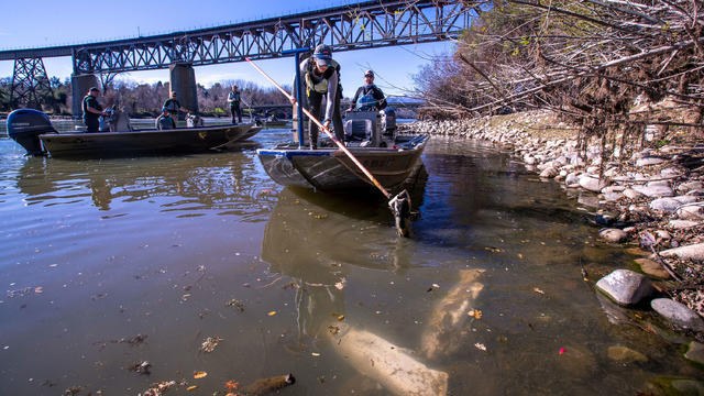 State and federal biologists are tracking late fall-run Chinook salmon as the come to spawn 