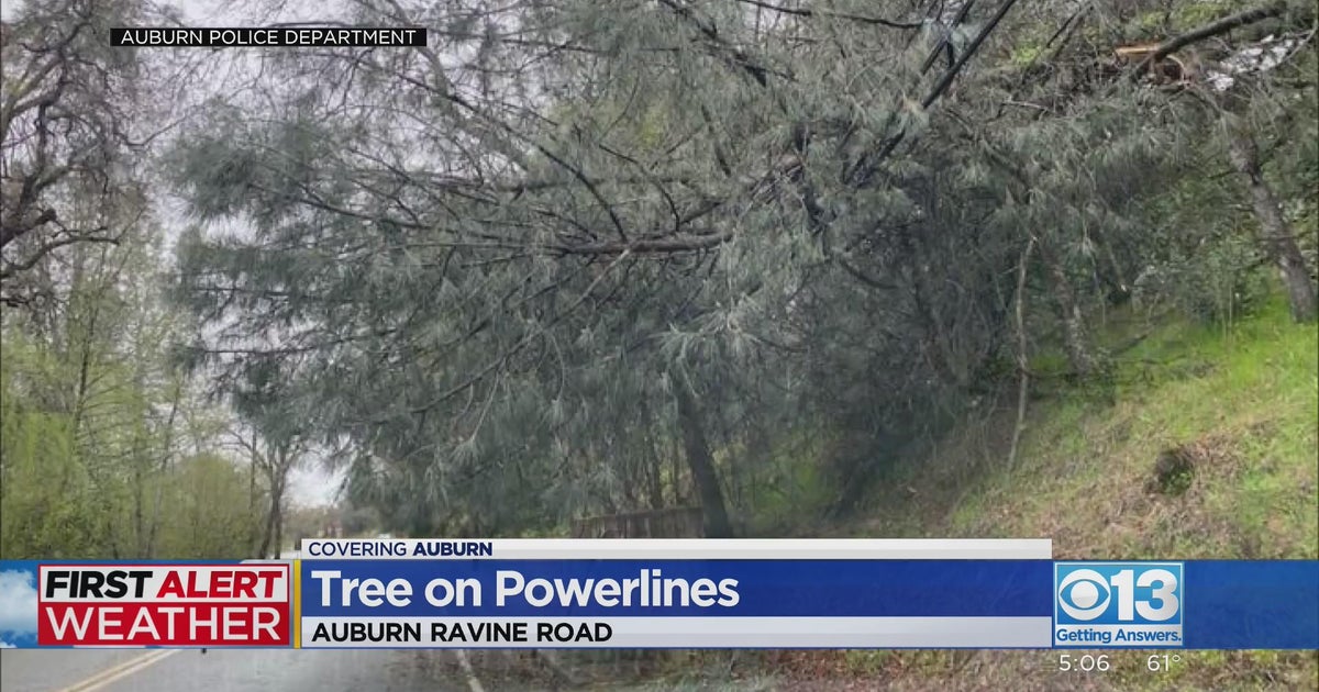 Tree falls on powerlines in Auburn