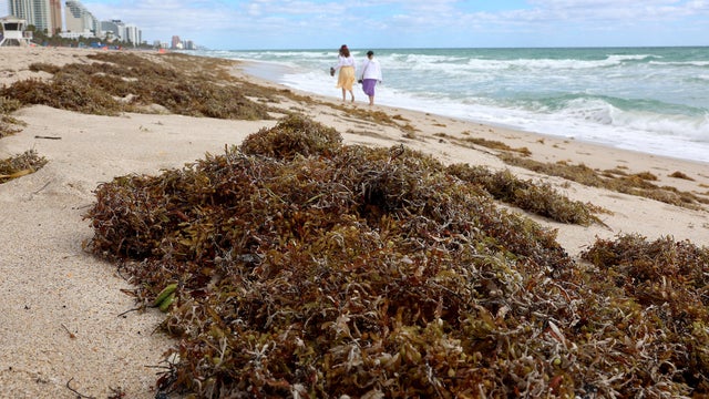 Large Algae Bloom In Atlantic Ocean Makes Way To Florida Beaches 