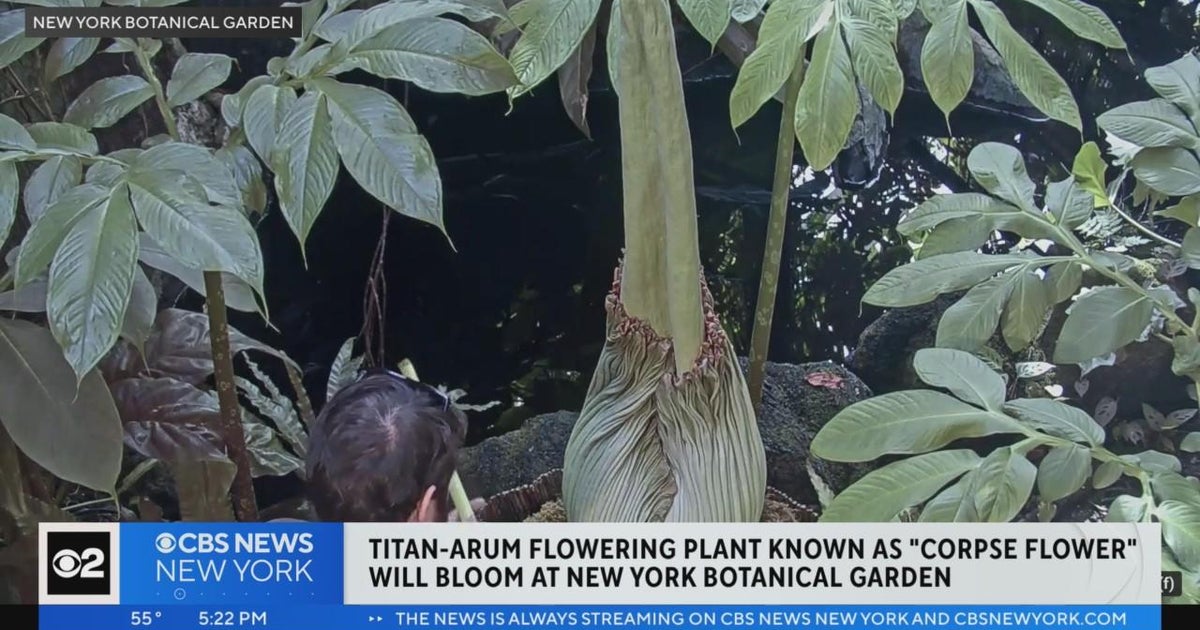 "Corpse flower" about to bloom at New York Botanical Garden CBS New York