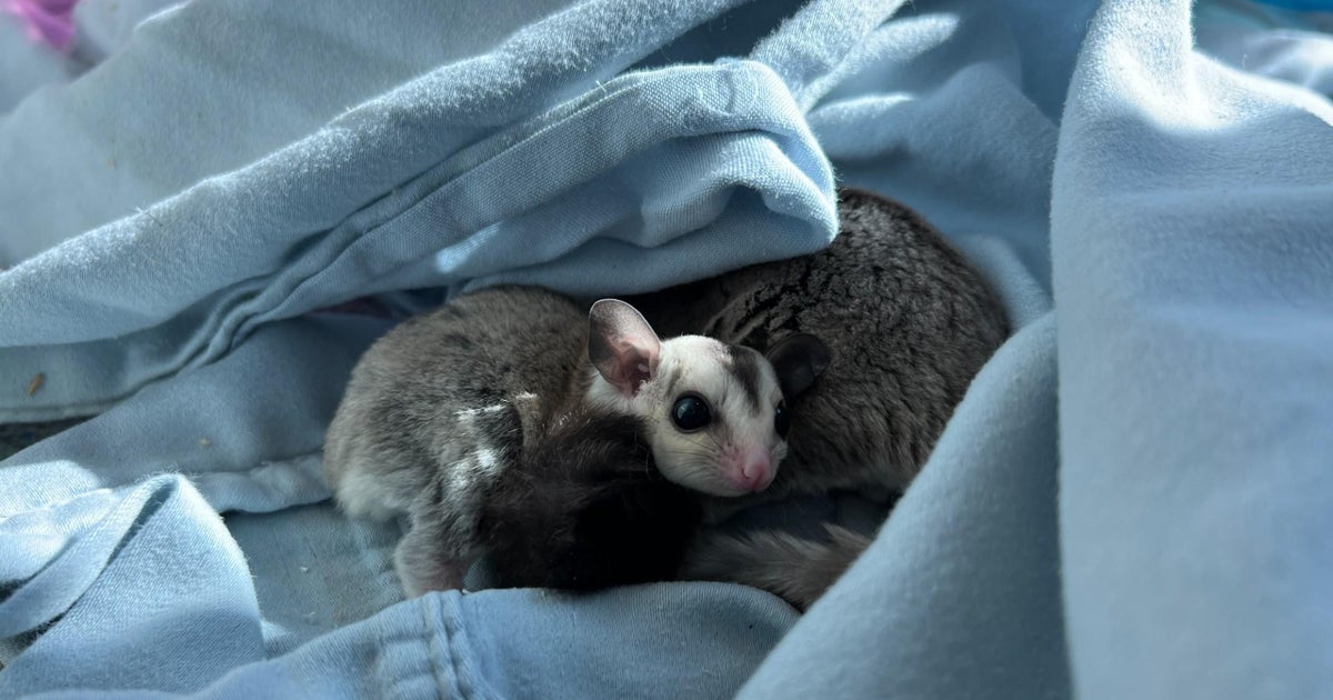 Looking to adopt an exotic pet? MSPCA has 33 sugar gliders available