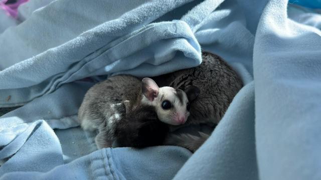 rotated-1680533449-sugar-gliders-are-exotic-pets-in-the-possum-family-credit-mspca-angell.jpg 