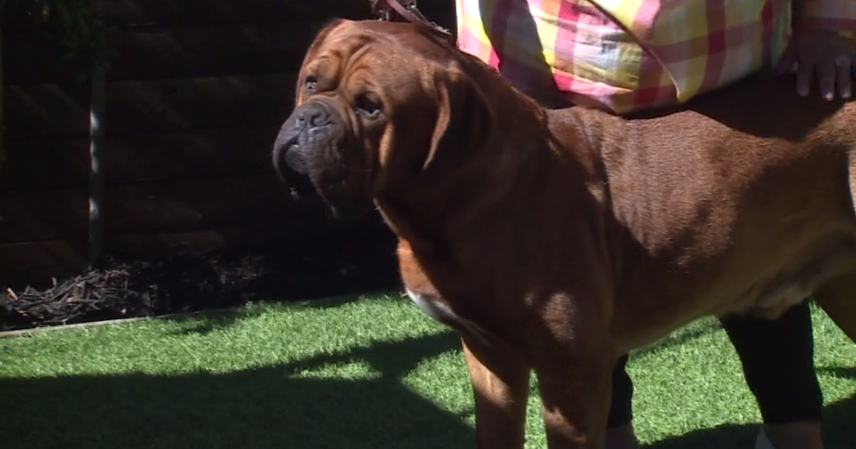French mastiff born in Folsom vies for recognition at Westminster Dog Show