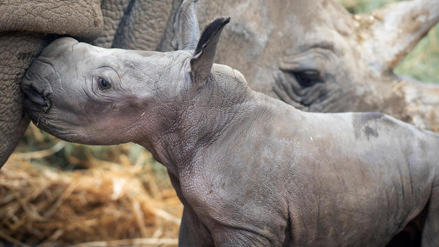 safari-west-baby-rhino-040423.jpg 