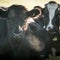 U.K. cows could get methane suppressants to limit farm emissions