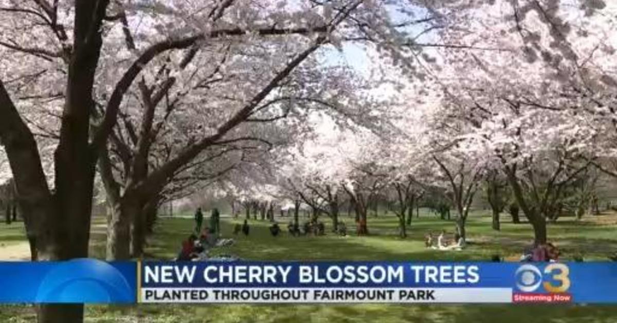 New cherry blossom trees planted throughout Fairmount Park CBS