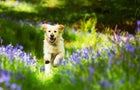 why-you-should-get-pet-insurance-for-your-dog-this-spring.jpg 