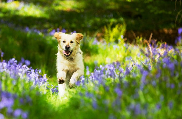 why-you-should-get-pet-insurance-for-your-dog-this-spring.jpg