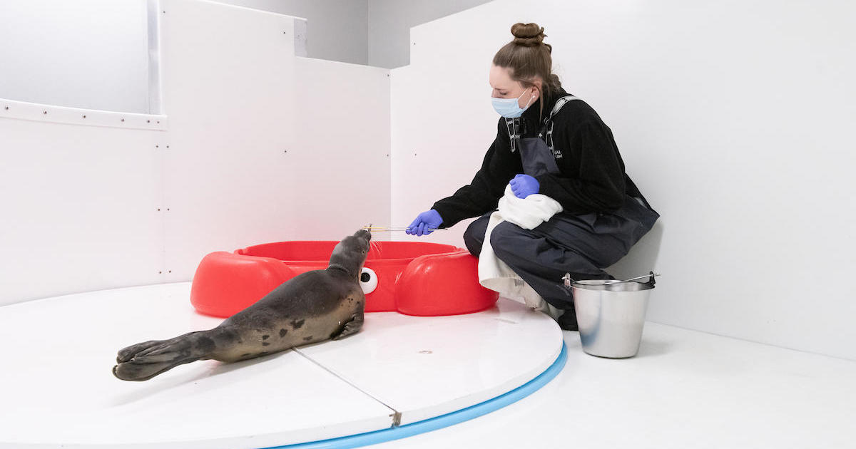 Seal ships off to sea after receiving treatment from Baltimores National Aquarium