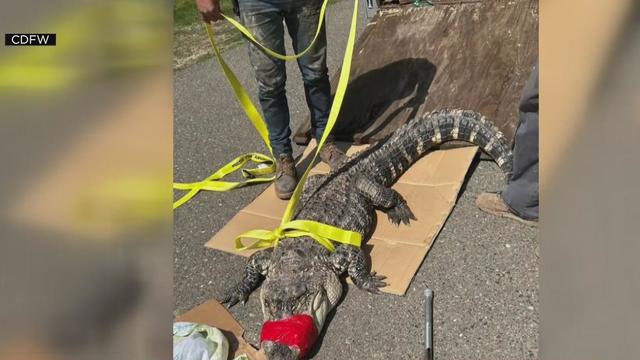 Watch: Alligator steals 7-year-old angler's fish and pole 