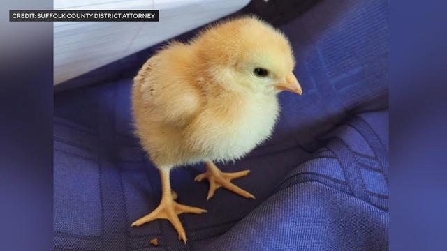 A baby chick. 