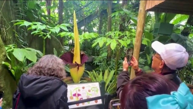 corpse-flower-ny-botanical-garden-1.jpg 