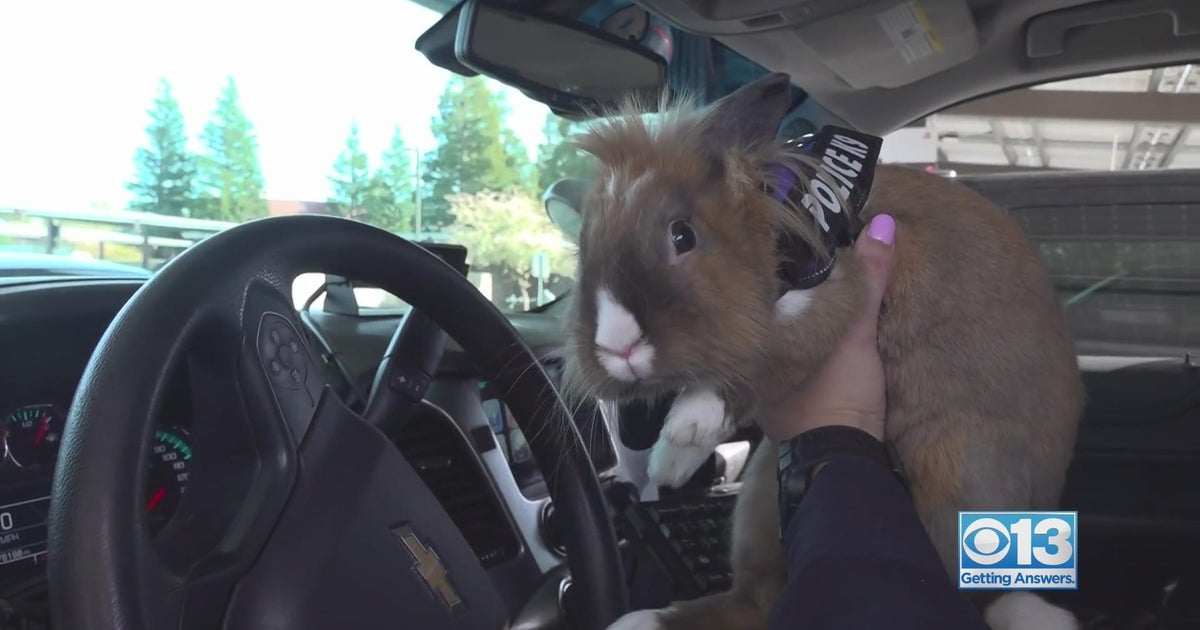 Bunny with a badge makes difference in Yuba City