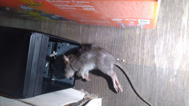 rats-1.jpg 