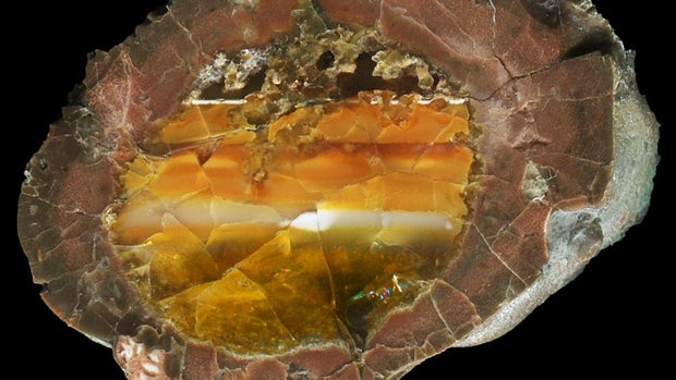 thunderegg.jpg 