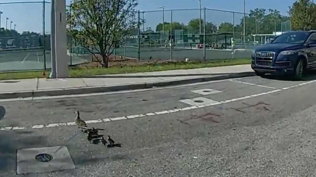 Florida police officer escorts ducks to safety